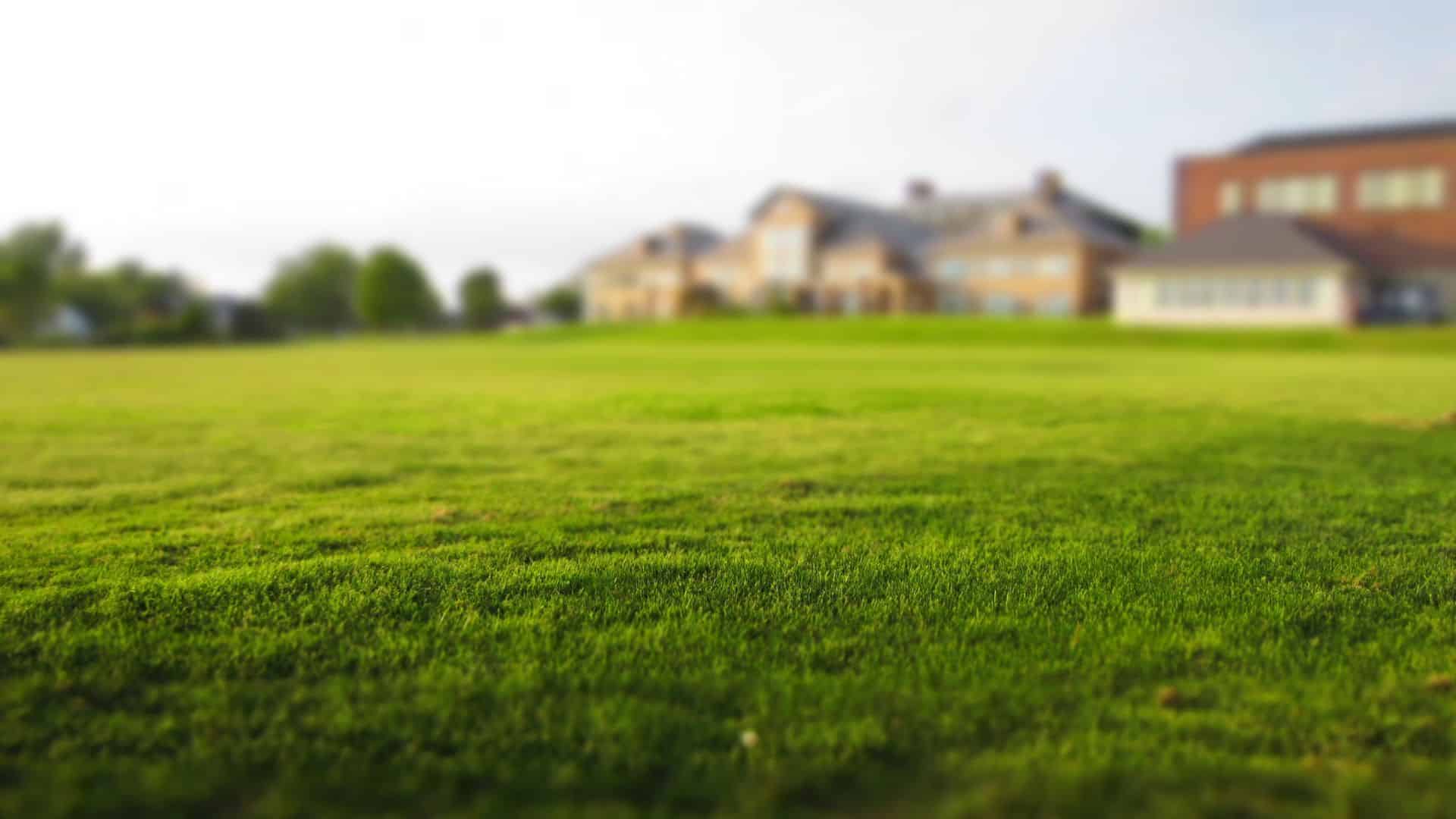 What Is Full Service Lawn Care?